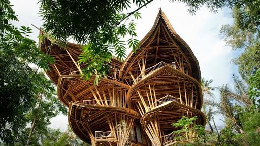Bamboo To The Future