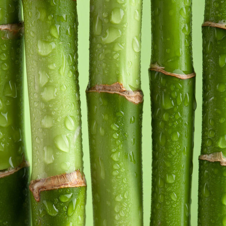 Bamboo ClothingHow Bamboo Bamboo ClothingBamboozled White